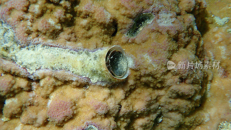 红海海底大虫螺或大虫壳(Ceraesignum maximum)